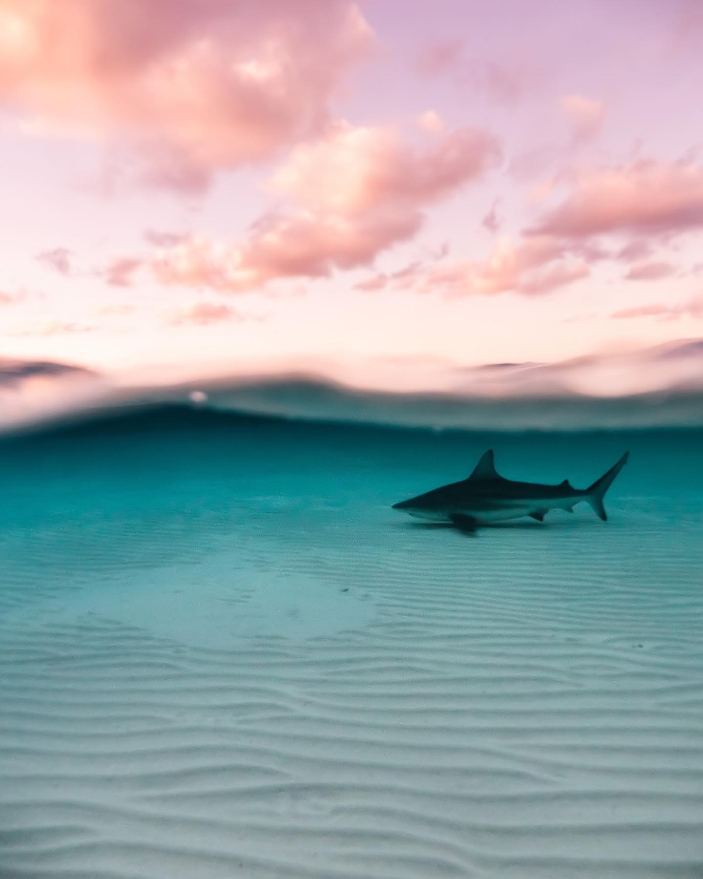 Morning swims at the sandbar. #shark #ocean #padi #paditv #oceanlife #underthesea #underwaterphotography #wildlife #scuba #scubadivinglife #underwaterlife #saveoursharks #thesea #sharklife #visitcaymanislands #caymanislands #stingraycity #diverlife #oceanfloor #oceanlife #sharkphotography