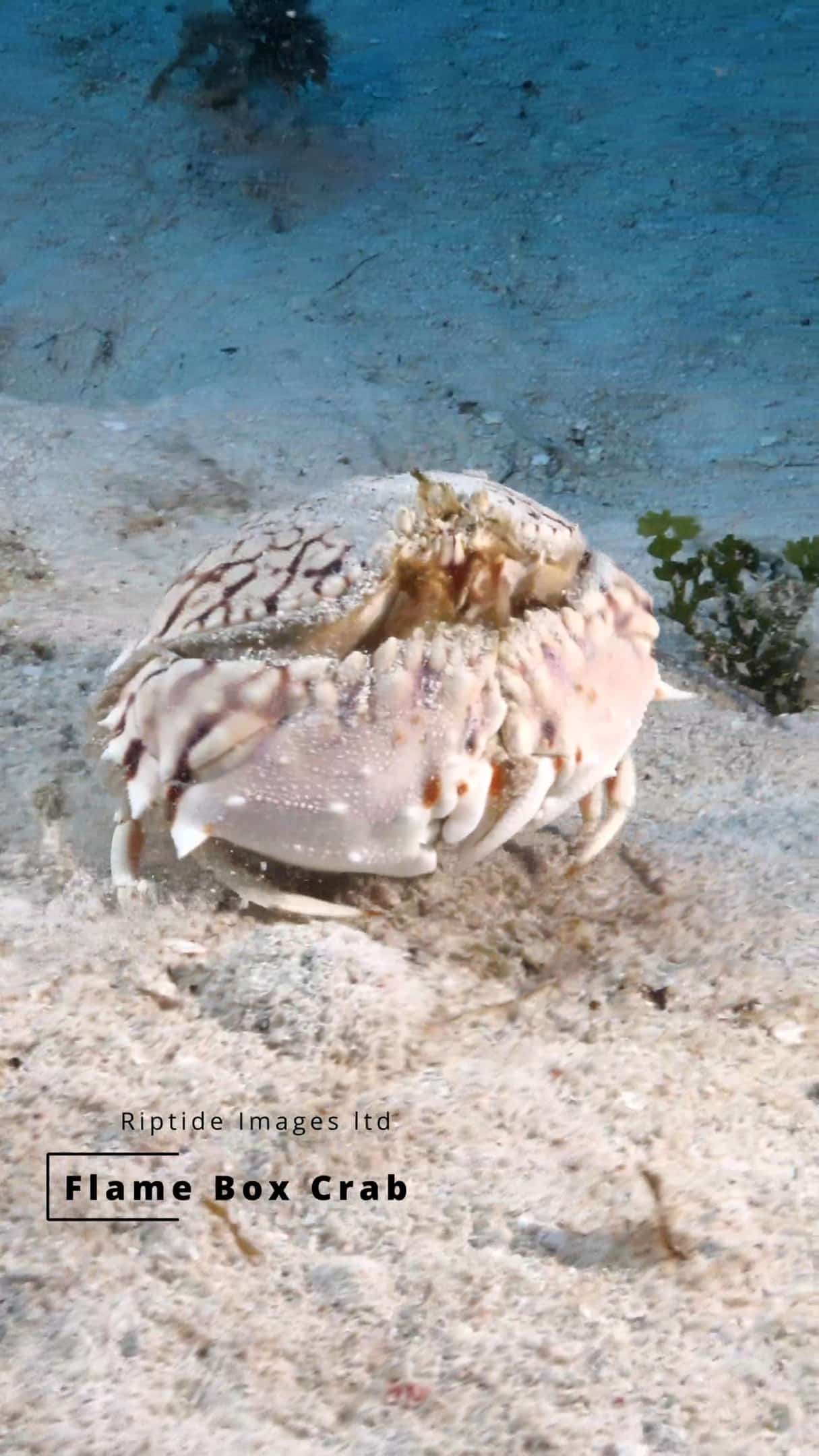 🌊🐚 Dive into the Magic of the Flaming Box Crab! 🦀✨

Witness the incredible flame box crab as it vanishes beneath the sandy seabed in seconds. Watch its intricate dance as it burrows into the sand, disappearing from sight. 🌟

Did you know that the flame box crab, also known as Calappa flammea, gets its name because its large claws can cover its face, making it look like it's enclosed in a box? Its carapace is bulky and rounded, growing up to 10 cm (3.9 inches) wide. These fascinating crabs are found in the Caribbean waters, living on sandy bottoms ranging from 1 to 15 meters deep. The vibrant colors and patterns on its shell provide excellent camouflage, helping it evade predators. Flame box crabs are carnivores, feeding on small invertebrates.

Discover the secrets of nature's camouflage artists and explore the hidden world beneath the waves! 🌊🔍

#CaymanIslands #ScubaDiving #DiveCayman #MarineLife #FlamingBoxCrab #UnderwaterWorld #NatureLovers #CaymanDivers #DiveLife #CaymanAdventures #DiveShop #NatureFilms #OceanExploration #CaribbeanDiving