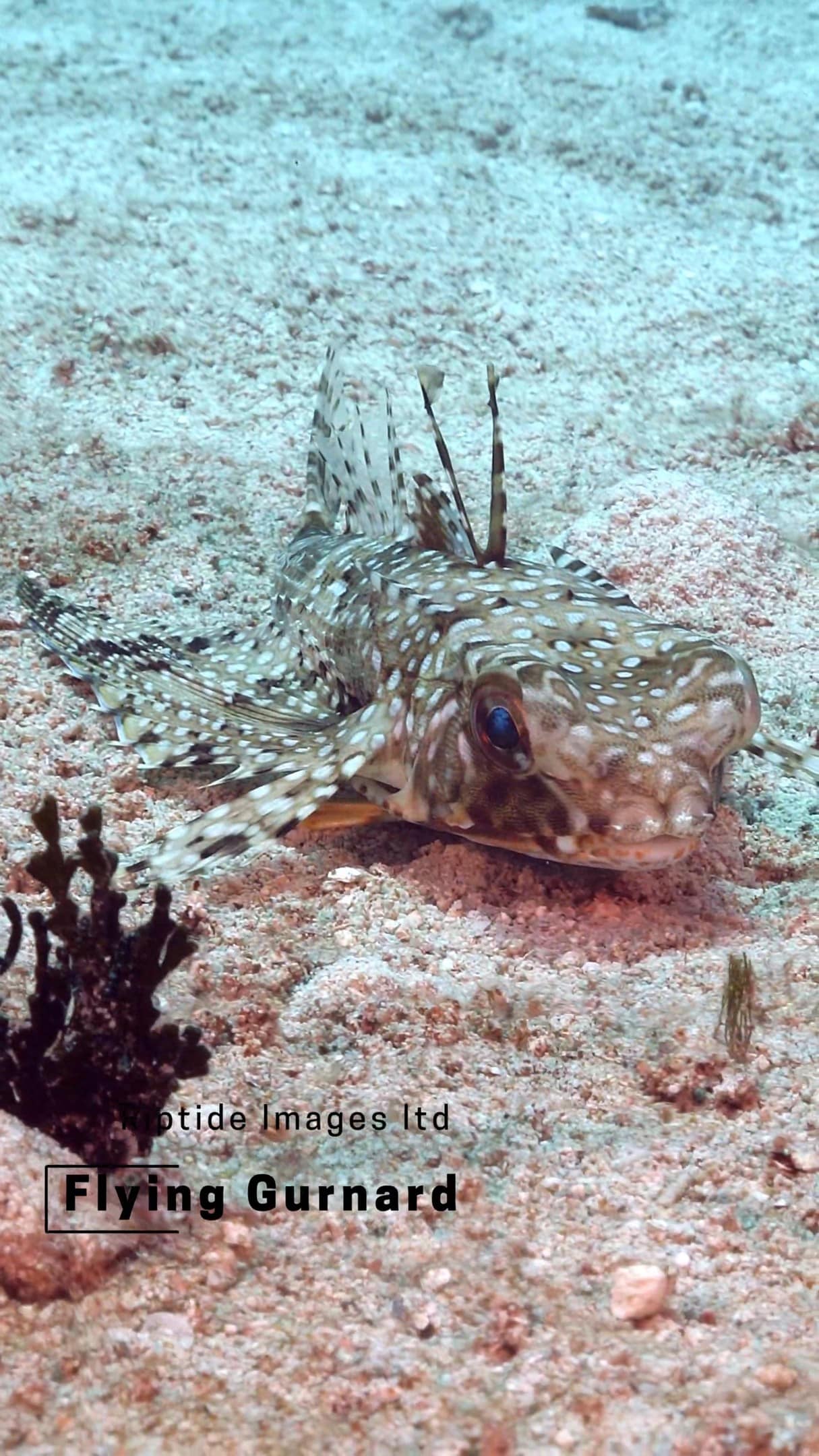 🌊🐟 Walking on the Ocean Floor: The Fascinating Flying Gurnard! 🦀✨

🌴🤿 Dive into the mysterious depths of the ocean with us as we encounter the remarkable flying gurnard. Watch as this unique fish 'walks' across the seabed with its wing-like pectoral fins, creating an otherworldly spectacle. 🌟

Did you know that the flying gurnard, also known as Dactylopterus volitans, is a bottom-dwelling fish found in tropical to warm temperate waters on both sides of the Atlantic? Despite its name, it doesn't fly but uses its impressive pectoral fins to 'walk' along the ocean floor. These fins are semi-translucent with phosphorescent electric-blue spots along the edges, making them a stunning sight. The flying gurnard has a boxy elongated body that tapers towards the tail and can grow up to 50 cm (20 inches) in length. It feeds on crustaceans like small crabs and shrimps, small fish, and bivalves like clams.

#caymanislands #visitcayman #divecayman #caymandiving #flyinggurnard #underwaterphoto #underwaterlife #naturefilm #bbcwildlife #padi #oceanlife #divelife #marinelife #naturefilm