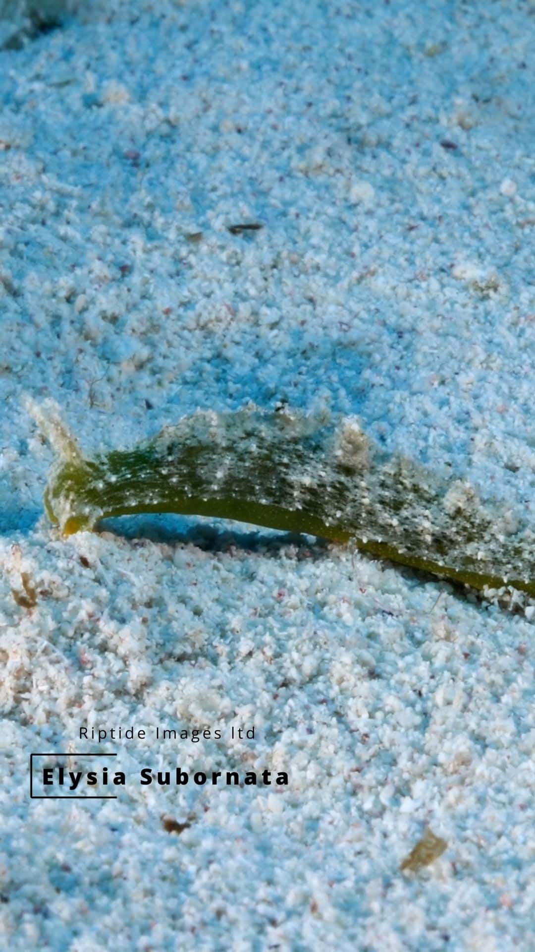 🌊🐌 Discover the Elysia Subornata Sea Slug! 🦀✨

🌴🤿 Dive into the mesmerizing world beneath the waves as we follow the journey of the Elysia Subornata sea slug in search of its next meal. Watch as this tiny creature maneuvers through underwater gardens, using its unique skills to find and eat its favorite algae. 🌟

Did you know that the Elysia Subornata looks like a nudibranch but is actually a sacoglossan? It grows to about 5 cm (2 inches) and comes in shades of green, olive, and beige. This sea slug is found in the tropical western Atlantic Ocean, including the Caribbean Sea. It's even been suggested as a way to control the invasive alga Caulerpa taxifolia. 

#seaslug #caymanislands #caymandiving #scubadiving #scuba #padi #underwaterlife #DiveLife #underwaterfilming #naturefilm  #naturelovers