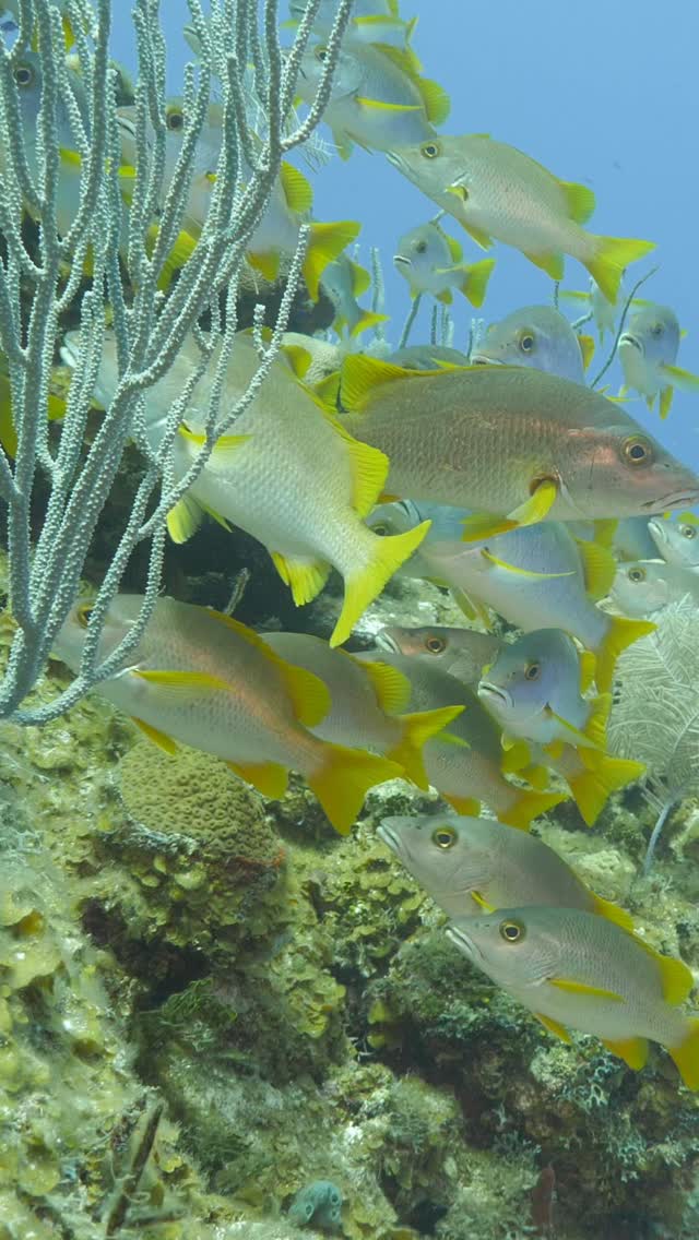 Great dives yesterday with @littlecaymandivers!

Anyone else think #loggerheadturtles look like dinosaurs?! 🦖 🐢 

#CaymanIslands #LittleCayman #LittleCaymanDiving #VisitCayman