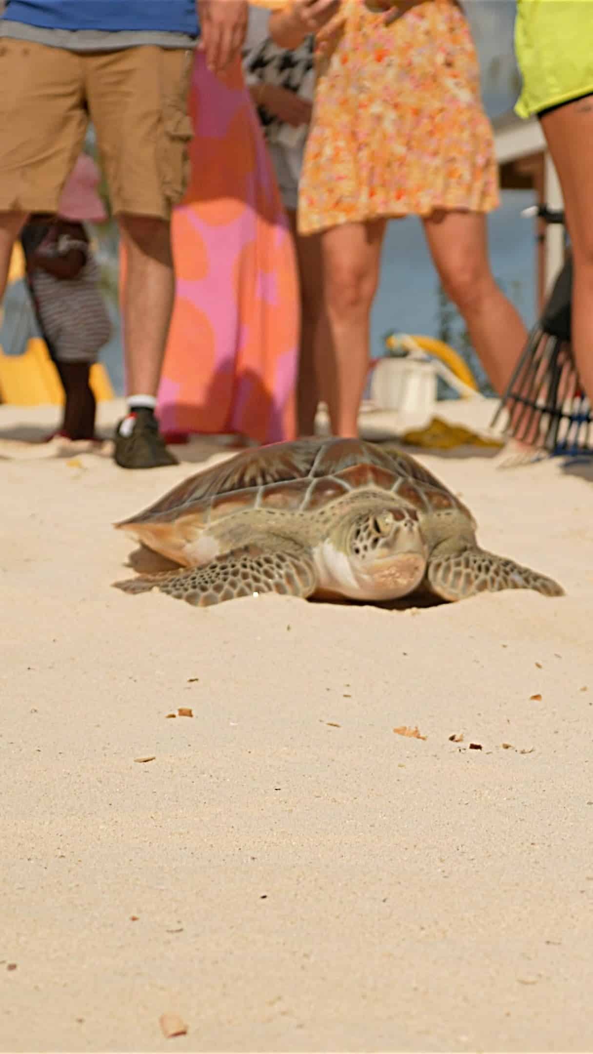 We were proud to capture this special moment for CML as they marked 20 years of excellence with a meaningful gesture — sponsoring a turtle release in partnership with the Cayman Turtle Centre. A beautiful way to celebrate legacy, community, and conservation.
 
#RiptideImages #CMLRecruitment #caymanturtlecentre #TurtleRelease #caymanvideos